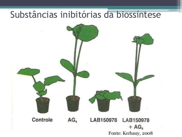 giberelinas